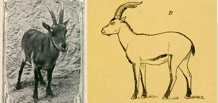 Única cabra montés lusitánica fotografiada (1890) y dibujo de un ejemplar