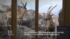 Ejemplares taxidermizados de cabra montés lusitánica o gallega/ Museo da Universidade de Coimbra