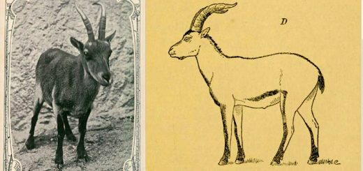 Única cabra montés lusitánica fotografiada (1890) y dibujo de un ejemplar
